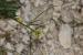 Sisymbrium irio---EM---L.