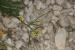 Sisymbrium irio---EM---L.