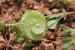 Medicago orbicularis ---EM---(L.) Bart