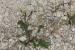 Sisymbrium irio---EM---L.