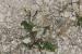 Sisymbrium irio---EM---L.