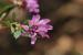 Trifolium clusii ---EM---Godr. & Gren.
