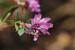 Trifolium clusii ---EM---Godr. & Gren.