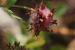 Trifolium clusii ---EM---Godr. & Gren.