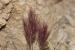 Bromus rubens ---EM---L. 