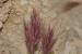 Bromus rubens ---EM---L. 