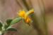 Hymenocarpos circinnatus ---EM---(L.) Savi