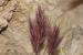 Bromus rubens ---EM---L. 