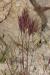 Bromus rubens ---EM---L. 