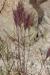 Bromus rubens ---EM---L. 