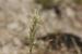 Schismus arabicus---EM--- Nees 