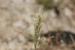 Schismus arabicus---EM--- Nees 