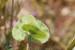 Hymenocarpos circinnatus ---EM---(L.) Savi
