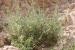 Kickxia aegyptiaca---EM---(L.) Nabelek 