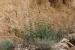 Ballota undulata ---EM---(Sieber ex Fresen.) Benth.