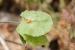 Hymenocarpos circinnatus ---EM---(L.) Savi