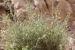 Kickxia aegyptiaca---EM---(L.) Nabelek 