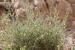 Kickxia aegyptiaca---EM---(L.) Nabelek 