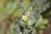 Anchusa milleri ---EM---Spreng.