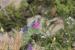 Echium judaeum ---EM---Lacaita