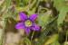 Campanula strigosa ---EM---Banks & Sol. (