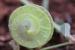 Medicago orbicularis ---EM---(L.) Bart
