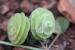 Medicago orbicularis ---EM---(L.) Bart
