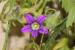 Campanula strigosa ---EM---Banks & Sol. (