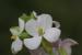 Erucaria rostrata---EM--- (Boiss.) Greuter & Burdet