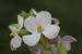 Erucaria rostrata---EM--- (Boiss.) Greuter & Burdet
