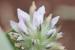 Bituminaria bituminosa ---EM---(L.) C.H. Stirt