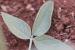 Bituminaria bituminosa ---EM---(L.) C.H. Stirt