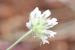 Bituminaria bituminosa ---EM---(L.) C.H. Stirt