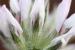 Bituminaria bituminosa ---EM---(L.) C.H. Stirt