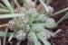 Plantago cretica---EM---L.