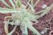Plantago cretica---EM---L.