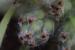 Plantago cretica---EM---L.