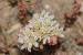 Sedum hispanicum---EM---L. 