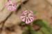Silene colorata  ---EM---Poir. 