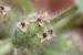 Plantago cretica---EM---L.