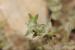 Arnebia decumbens ---EM---(Vent.) Cross. & Kralik