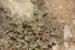 Arnebia decumbens ---EM---(Vent.) Cross. & Kralik