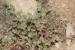 Arnebia decumbens ---EM---(Vent.) Cross. & Kralik