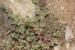 Arnebia decumbens ---EM---(Vent.) Cross. & Kralik