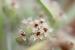 Plantago cretica---EM---L.