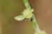 Carrichtera annua ---EM---(L.) DC.