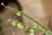 Carrichtera annua ---EM---(L.) DC.