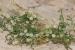 Cuscuta gennesaretana ---EM---Sroelov in Feinbr. 