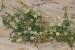 Cuscuta gennesaretana ---EM---Sroelov in Feinbr. 