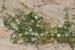 Cuscuta gennesaretana ---EM---Sroelov in Feinbr. 